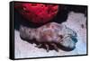 Ridged Slipper Lobster-Hal Beral-Framed Stretched Canvas