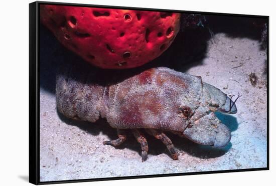 Ridged Slipper Lobster-Hal Beral-Framed Stretched Canvas