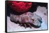 Ridged Slipper Lobster-Hal Beral-Framed Stretched Canvas