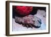 Ridged Slipper Lobster-Hal Beral-Framed Photographic Print