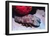 Ridged Slipper Lobster-Hal Beral-Framed Photographic Print