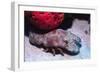 Ridged Slipper Lobster-Hal Beral-Framed Photographic Print