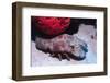 Ridged Slipper Lobster-Hal Beral-Framed Photographic Print