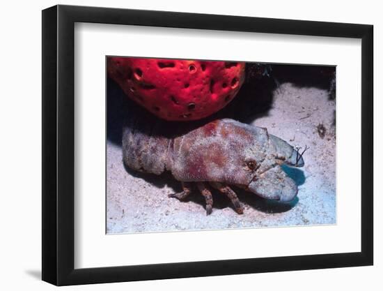 Ridged Slipper Lobster-Hal Beral-Framed Photographic Print