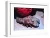 Ridged Slipper Lobster-Hal Beral-Framed Photographic Print