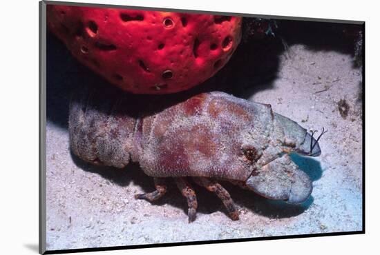 Ridged Slipper Lobster-Hal Beral-Mounted Photographic Print