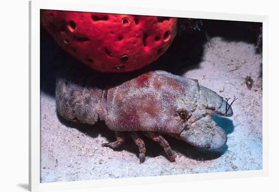 Ridged Slipper Lobster-Hal Beral-Framed Photographic Print