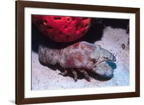 Ridged Slipper Lobster-Hal Beral-Framed Photographic Print