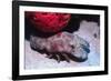 Ridged Slipper Lobster-Hal Beral-Framed Photographic Print