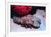 Ridged Slipper Lobster-Hal Beral-Framed Photographic Print