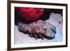 Ridged Slipper Lobster-Hal Beral-Framed Photographic Print