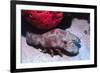 Ridged Slipper Lobster-Hal Beral-Framed Photographic Print