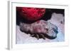 Ridged Slipper Lobster-Hal Beral-Framed Photographic Print