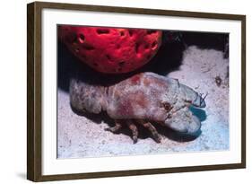 Ridged Slipper Lobster-Hal Beral-Framed Photographic Print