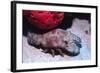 Ridged Slipper Lobster-Hal Beral-Framed Photographic Print