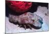 Ridged Slipper Lobster-Hal Beral-Mounted Photographic Print