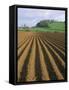 Ridged Soil in Ploughed Field, Somerset, England, United Kingdom-Roy Rainford-Framed Stretched Canvas