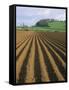 Ridged Soil in Ploughed Field, Somerset, England, United Kingdom-Roy Rainford-Framed Stretched Canvas