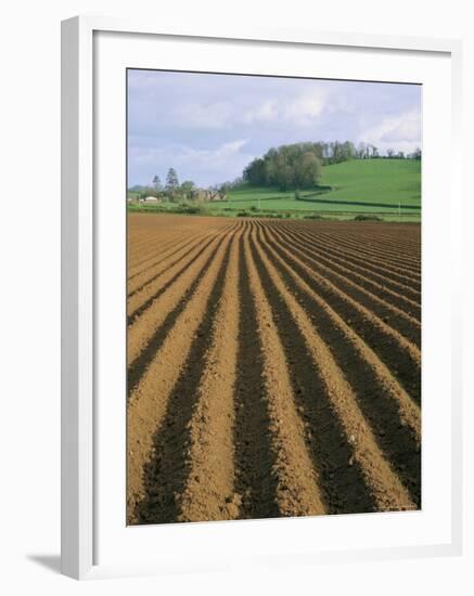 Ridged Soil in Ploughed Field, Somerset, England, United Kingdom-Roy Rainford-Framed Photographic Print