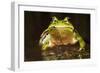 Ridged Tree Frog (Hyla Plicata), Milpa Alta Forest, Mexico, September-Claudio Contreras Koob-Framed Photographic Print