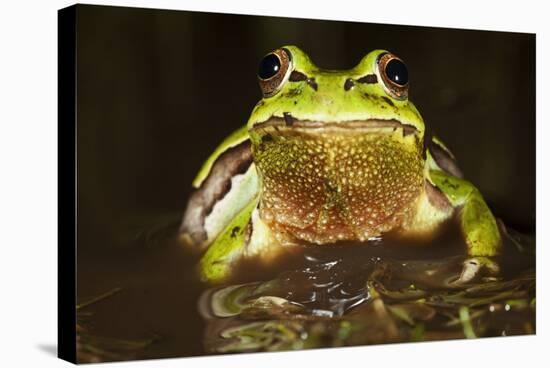 Ridged Tree Frog (Hyla Plicata), Milpa Alta Forest, Mexico, September-Claudio Contreras Koob-Stretched Canvas