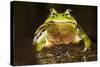 Ridged Tree Frog (Hyla Plicata), Milpa Alta Forest, Mexico, September-Claudio Contreras Koob-Stretched Canvas