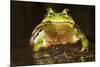 Ridged Tree Frog (Hyla Plicata), Milpa Alta Forest, Mexico, September-Claudio Contreras Koob-Mounted Photographic Print