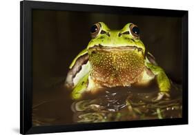 Ridged Tree Frog (Hyla Plicata), Milpa Alta Forest, Mexico, September-Claudio Contreras Koob-Framed Photographic Print