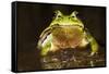 Ridged Tree Frog (Hyla Plicata), Milpa Alta Forest, Mexico, September-Claudio Contreras Koob-Framed Stretched Canvas