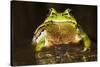 Ridged Tree Frog (Hyla Plicata), Milpa Alta Forest, Mexico, September-Claudio Contreras Koob-Stretched Canvas