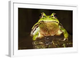 Ridged Tree Frog (Hyla Plicata), Milpa Alta Forest, Mexico, September-Claudio Contreras Koob-Framed Photographic Print