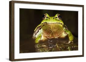 Ridged Tree Frog (Hyla Plicata), Milpa Alta Forest, Mexico, September-Claudio Contreras Koob-Framed Photographic Print