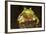 Ridged Tree Frog (Hyla Plicata), Milpa Alta Forest, Mexico, September-Claudio Contreras Koob-Framed Photographic Print