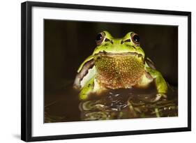 Ridged Tree Frog (Hyla Plicata), Milpa Alta Forest, Mexico, September-Claudio Contreras Koob-Framed Photographic Print