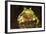 Ridged Tree Frog (Hyla Plicata), Milpa Alta Forest, Mexico, September-Claudio Contreras Koob-Framed Photographic Print