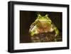 Ridged Tree Frog (Hyla Plicata), Milpa Alta Forest, Mexico, September-Claudio Contreras Koob-Framed Photographic Print