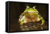 Ridged Tree Frog (Hyla Plicata), Milpa Alta Forest, Mexico, September-Claudio Contreras Koob-Framed Stretched Canvas