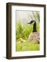 Ridgefield National Wildlife Refuge, Washington State, USA. Canada goose mother and chick.-Janet Horton-Framed Photographic Print