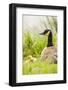 Ridgefield National Wildlife Refuge, Washington State, USA. Canada goose mother and chick.-Janet Horton-Framed Photographic Print