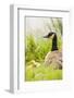 Ridgefield National Wildlife Refuge, Washington State, USA. Canada goose mother and chick.-Janet Horton-Framed Photographic Print