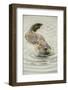 Ridgefield, WA. Nutria swimming in Ridgefield National Wildlife Refuge. Coypu-Janet Horton-Framed Photographic Print