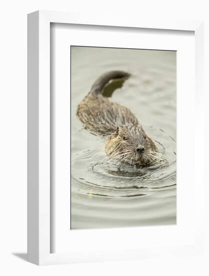 Ridgefield, WA. Nutria swimming in Ridgefield National Wildlife Refuge. Coypu-Janet Horton-Framed Photographic Print