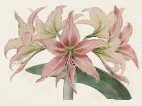 Antique Botanical Collection II-Ridgeway-Art Print