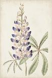 Antique Botanical Collection II-Ridgeway-Art Print