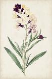 Antique Botanical Collection XI-Ridgeway-Art Print