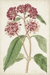 Antique Botanical Collection II-Ridgeway-Art Print