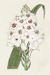 Antique Botanical Collection II-Ridgeway-Art Print