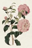 Antique Botanical Collection II-Ridgeway-Art Print