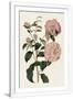 Gramercy White