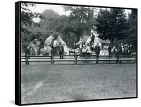 Riding Animals Bedecked for the Peace Day Celebrations, 19th July 1919-Frederick William Bond-Framed Stretched Canvas